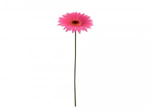 gerbera 3D Model