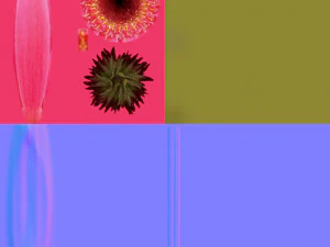 gerbera 3D Model