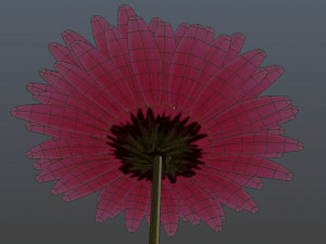 gerbera Model 3D