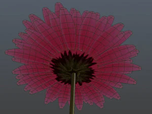 gerbera 3D Model