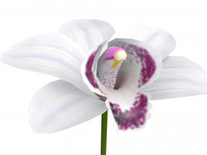 orchid 3D Модель