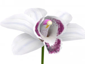 orchidea Model 3D