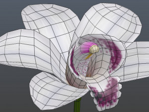 orchid 3D Model