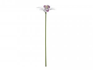 orchid 3D Model