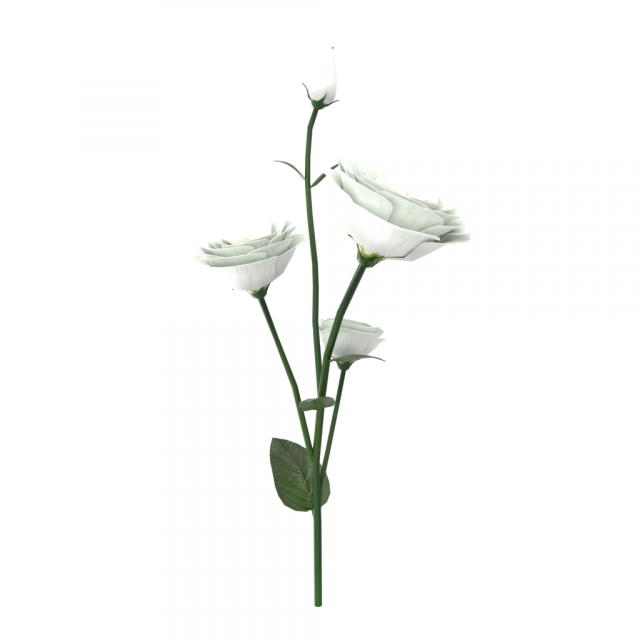 eustoma Modèle 3D .c4d .max .obj .3ds .fbx .stl .blend 