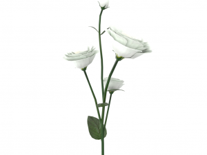 eustoma 3D Модель