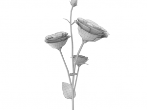 eustoma Modèle 3D