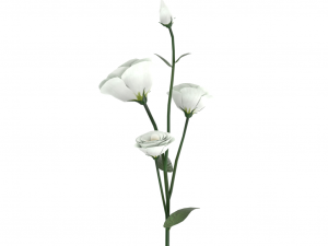 eustoma Modèle 3D
