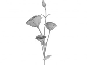 eustoma Modèle 3D