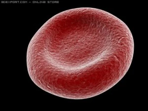 red blood cells animated 3D Model