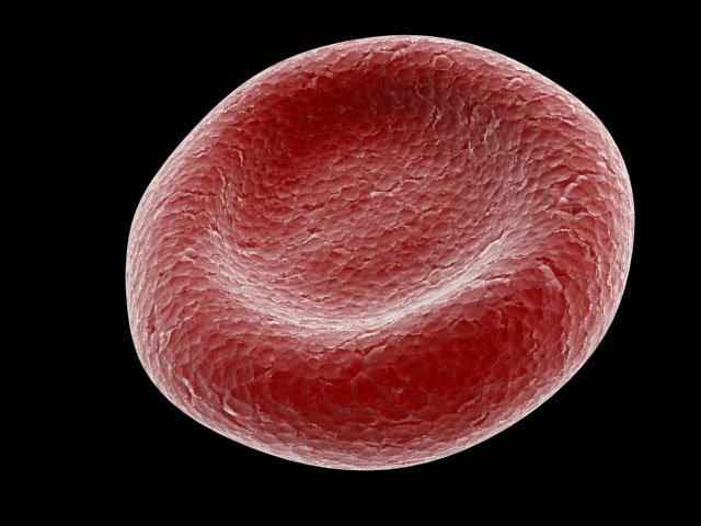 red blood cell Modelo 3D .c4d .max .obj .3ds .fbx .stl .blend 