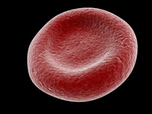 red blood cell 3D Model