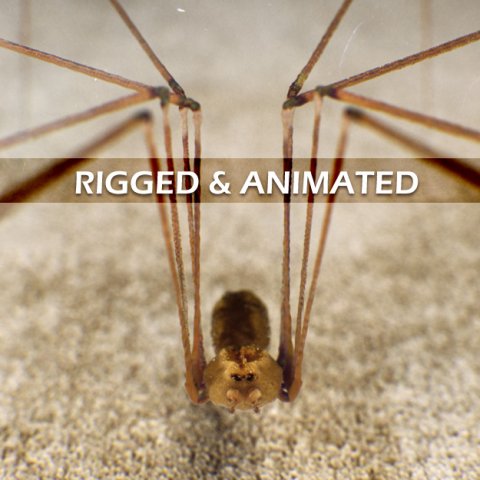 spider pholcus phalangioides rigged 3D Model .c4d .max .obj .3ds .fbx .stl .blend 