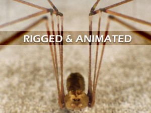 spider pholcus phalangioides rigged Modelo 3D