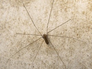 spider pholcus phalangioides rigged 3D Model