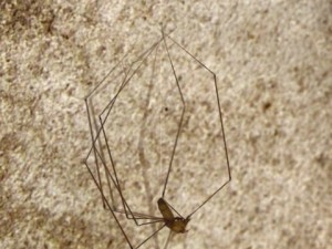 spider pholcus phalangioides rigged 3D Model