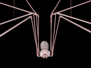 spider pholcus phalangioides rigged 3D Model