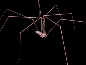 spider pholcus phalangioides rigged 3D Model