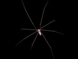 spider pholcus phalangioides rigged 3D Model