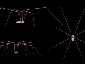 spider pholcus phalangioides rigged 3D Model