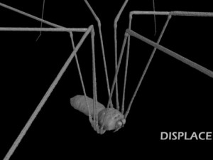 spider pholcus phalangioides rigged 3D Model