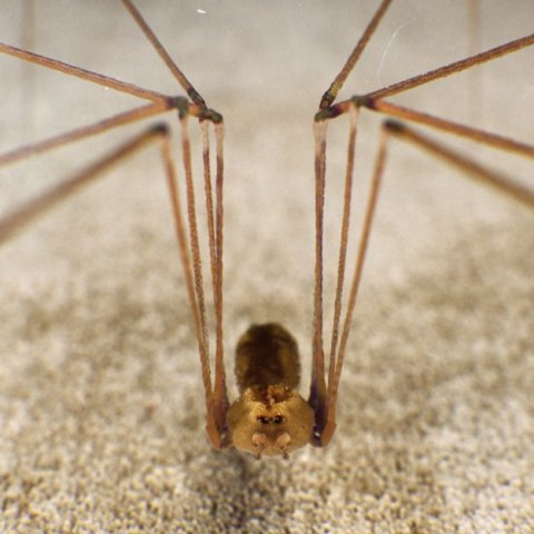 spider pholcus phalangioides 3D Model .c4d .max .obj .3ds .fbx .stl .blend 