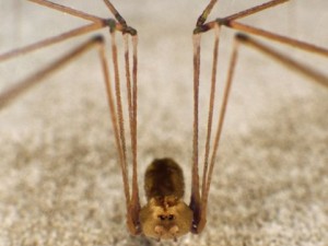 spider pholcus phalangioides Modelo 3D