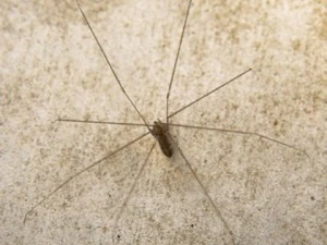 spider pholcus phalangioides 3D Model
