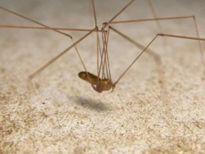 spider pholcus phalangioides 3D Model