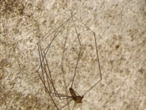 spider pholcus phalangioides 3D Model