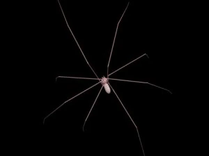 spider pholcus phalangioides 3D Model
