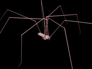 spider pholcus phalangioides 3D Model