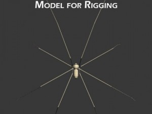 spider pholcus phalangioides 3D Model