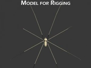 spider pholcus phalangioides 3D Model
