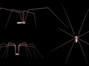 spider pholcus phalangioides 3D Model