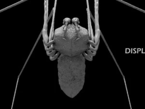 spider pholcus phalangioides 3D Model