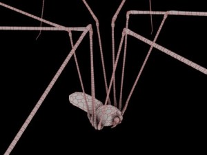 spider pholcus phalangioides 3D Model