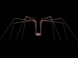 spider pholcus phalangioides 3D Model