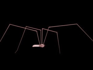 spider pholcus phalangioides 3D Model