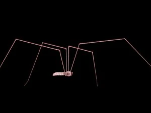spider pholcus phalangioides 3D Model