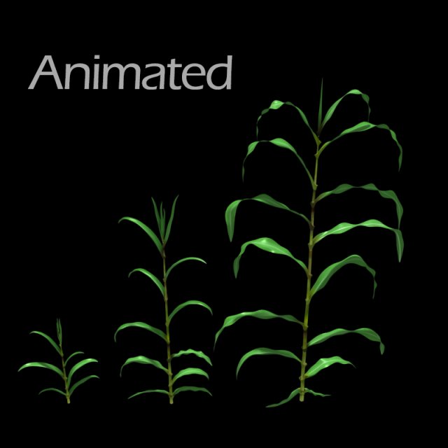 corn plant growth 3D Model .c4d .max .obj .3ds .fbx .stl .blend 