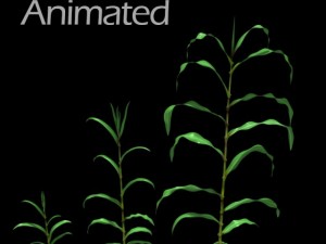 corn plant growth Model 3D