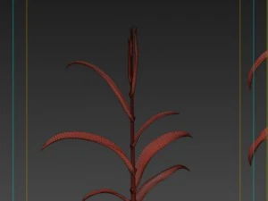 corn plant growth 3D Model