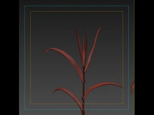 corn plant growth 3D Model