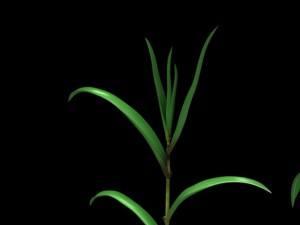 corn plant growth 3D Model
