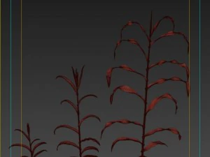 corn plant growth 3D Model