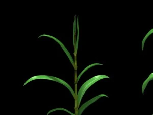 corn plant growth 3D Model