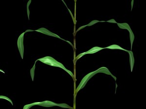 corn plant growth 3D Model