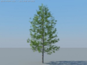 12 coniferous trees Modèle 3D
