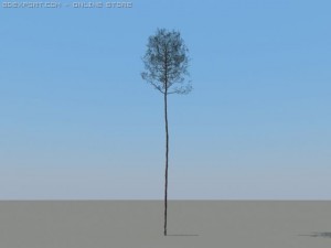 12 coniferous trees Modèle 3D